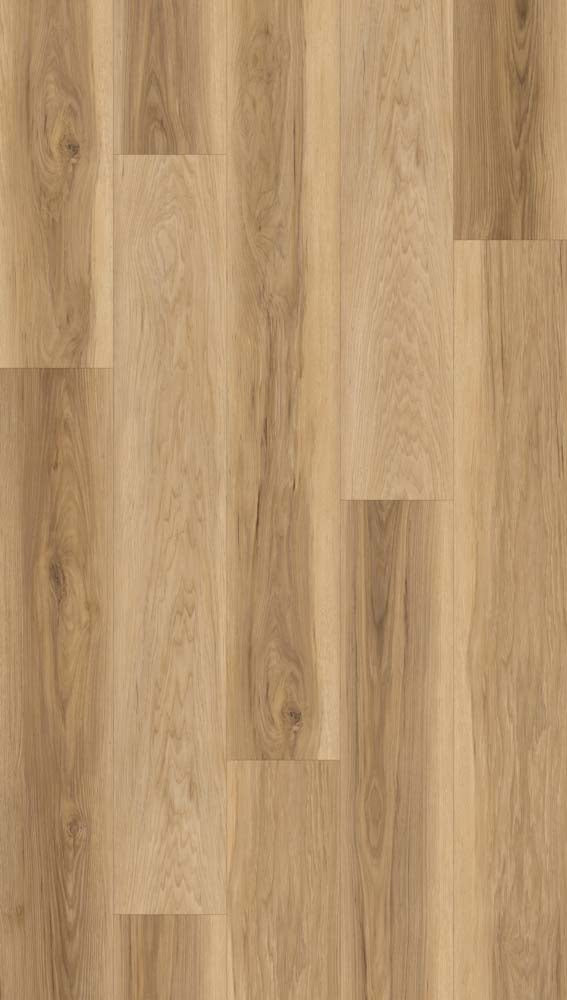 Carolina Hickory